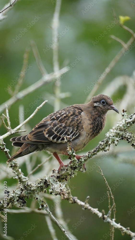 Galapagos Dove perching on a branch Galapagos Dove perching on a branch