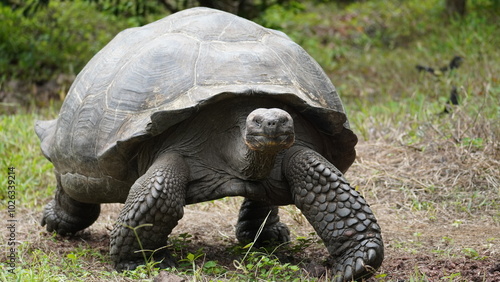 Wild Galapagos giant tortoise on Santa Cruz Island
