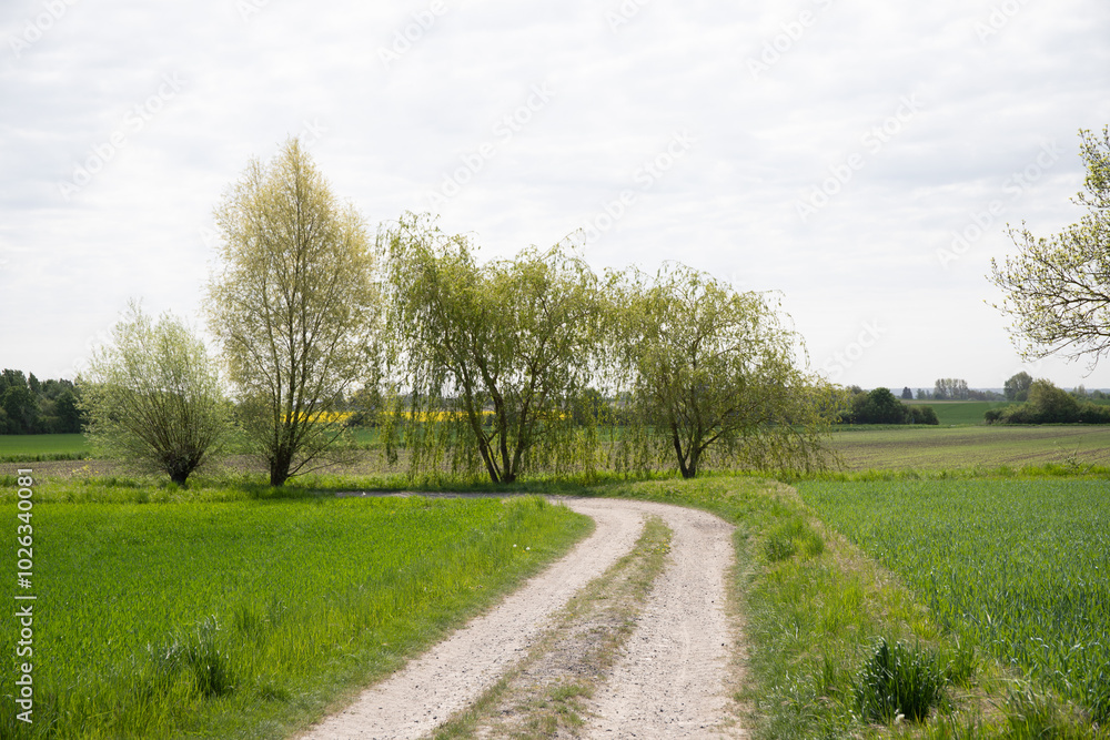 Panoramic view on a dirt road in September with corn, rapeseed, sugar beet and few trees Panoramic view on a dirt road in September with corn, rapeseed, sugar beet and few trees