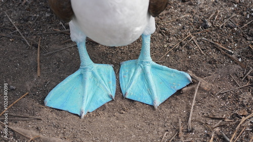 Blue Footed Boobies Galapagos Islands