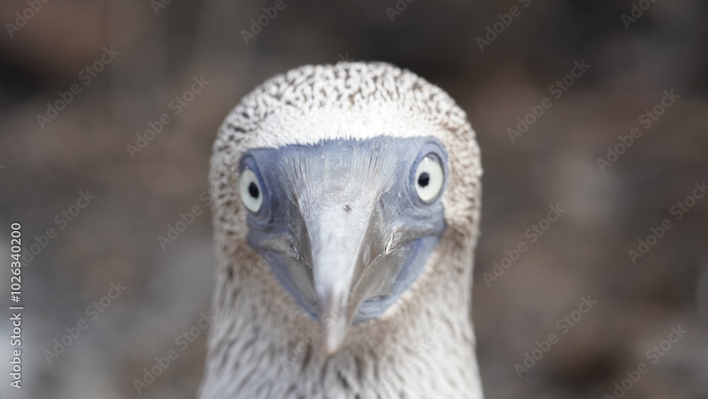 Blue Footed Boobies Galapagos Islands Blue Footed Boobies Galapagos Islands