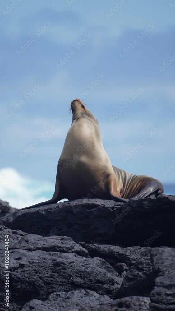 Fototapeta premium Sea lion in Galapagos Islands