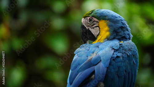 Guacamayo Amarillo portrait