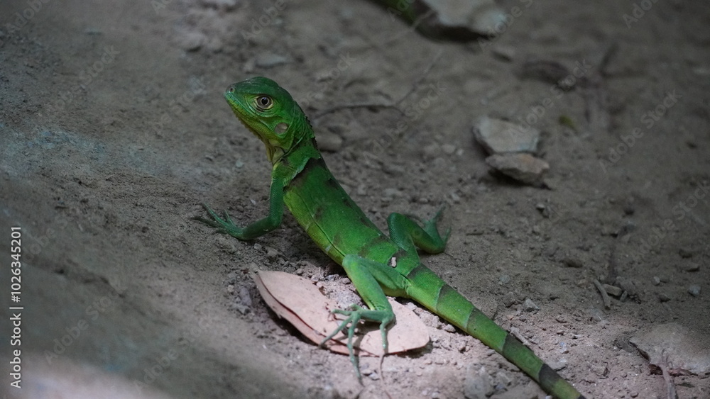 Fototapeta premium One young Iguana Parque Tayrona