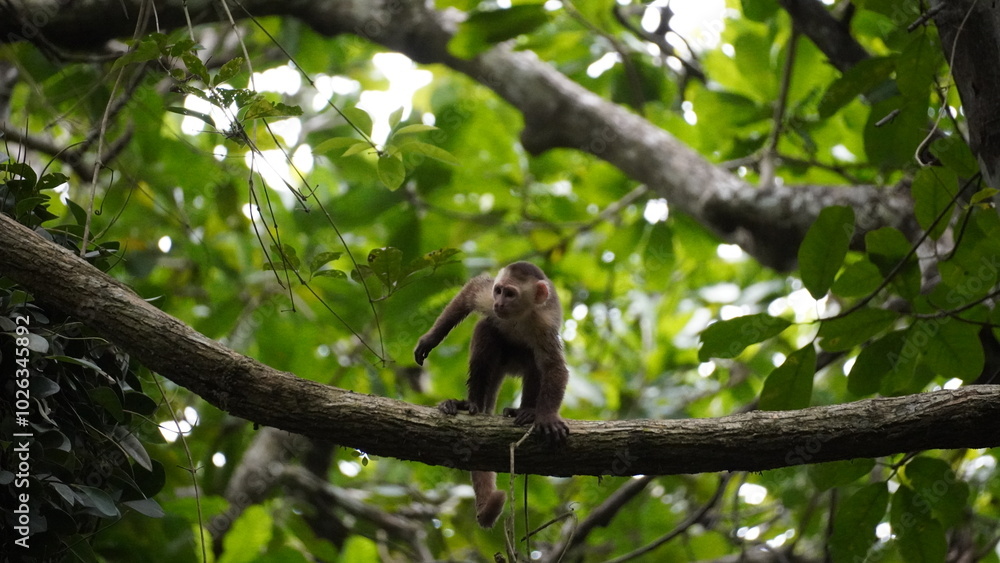 Playful capuchin monkey swinging through trees Playful capuchin monkey swinging through trees