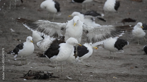 Migratory bird like Jesus Christ photo