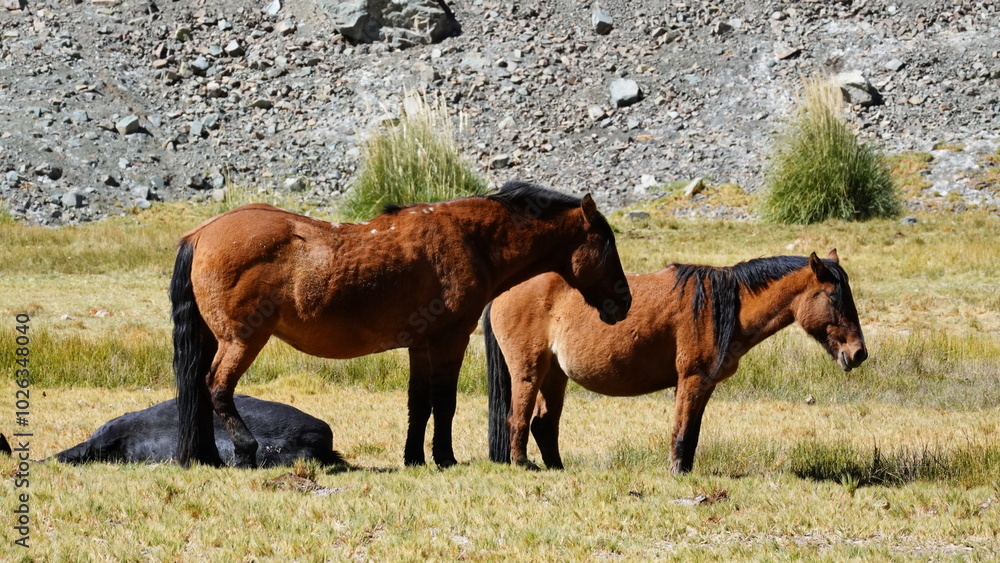 Obraz premium Beautiful horse close up