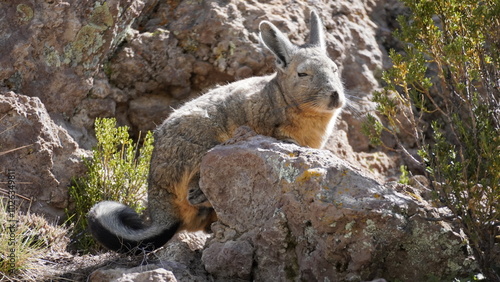 Southern viscacha (Lagidium viscacia) photo