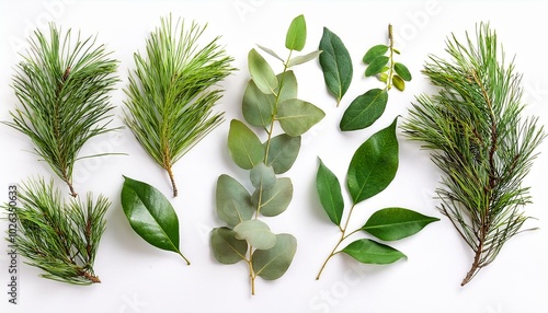 Wallpaper Mural selection of natural branch elements bouquet collection elements isolated on a white background Torontodigital.ca