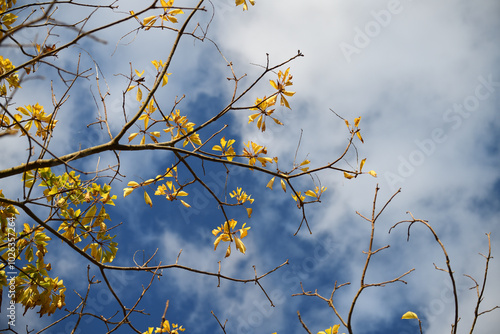 紅葉と秋の空