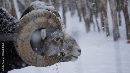 Canvas Print Stone Sheep ram portrait