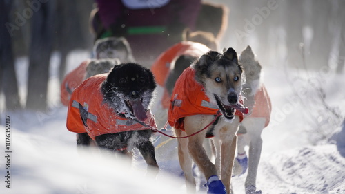 Canvas-taulu Yukon Quest 2024 in Whitehorse