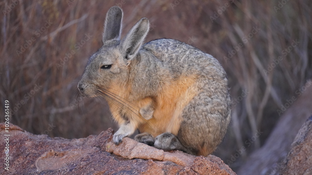Southern viscacha (Lagidium viscacia) Southern viscacha (Lagidium viscacia)