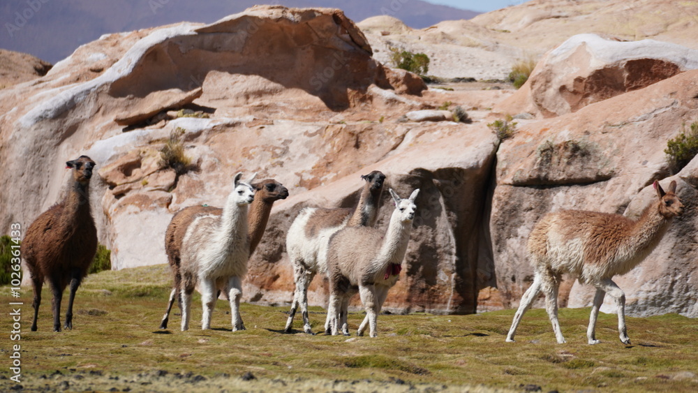 Obraz premium Alpaca from Bolivia