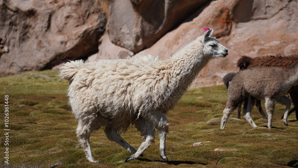 Fototapeta premium Alpaca from Bolivia