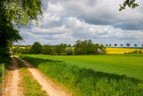 Panoramic view on a dirt road in September with corn, rapeseed, sugar beet and few trees