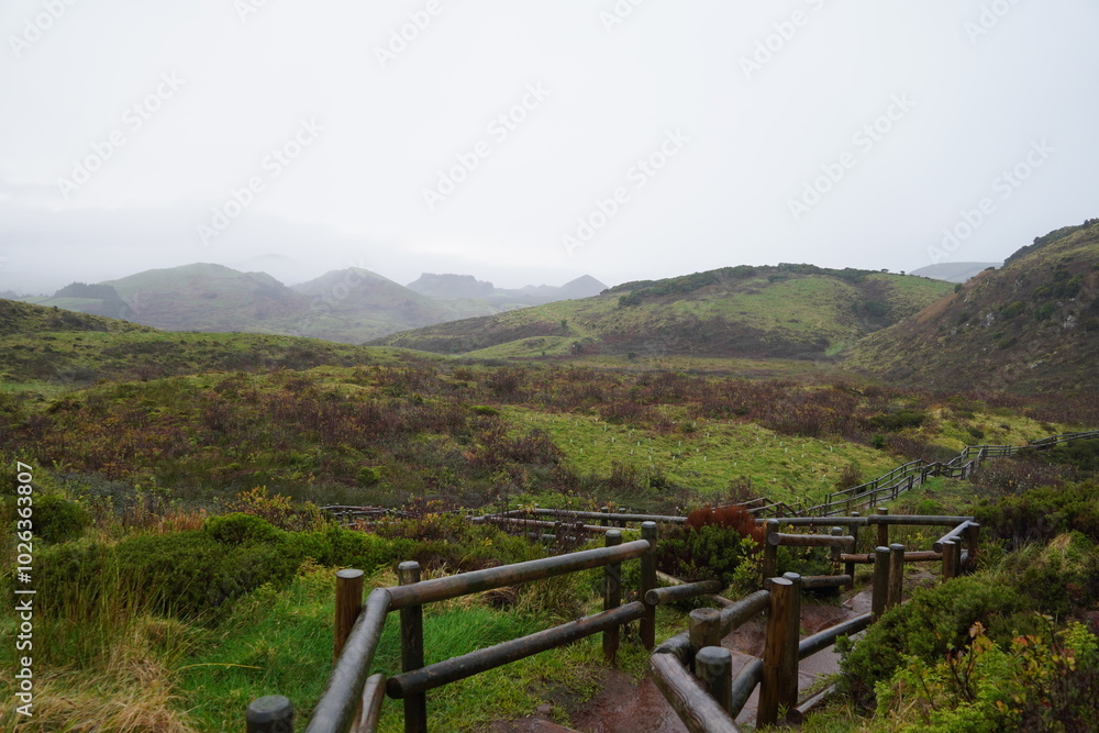 Tree views in the Terceira island Tree views in the Terceira island