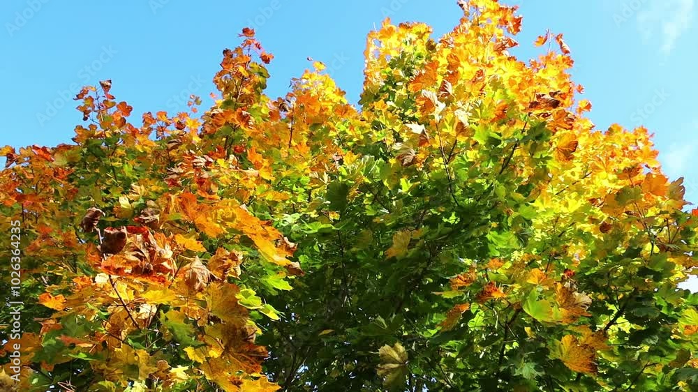 Beautiful autumn landscape with yellow leaves of trees and blue sky on a sunny day Beautiful autumn landscape with yellow leaves of trees and blue sky on a sunny day