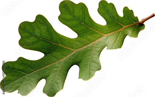 Green oak leaf isolated on transparent background. PNG