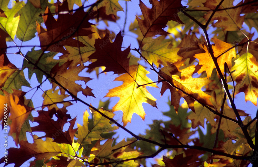 Fototapeta premium Goldener Herbst