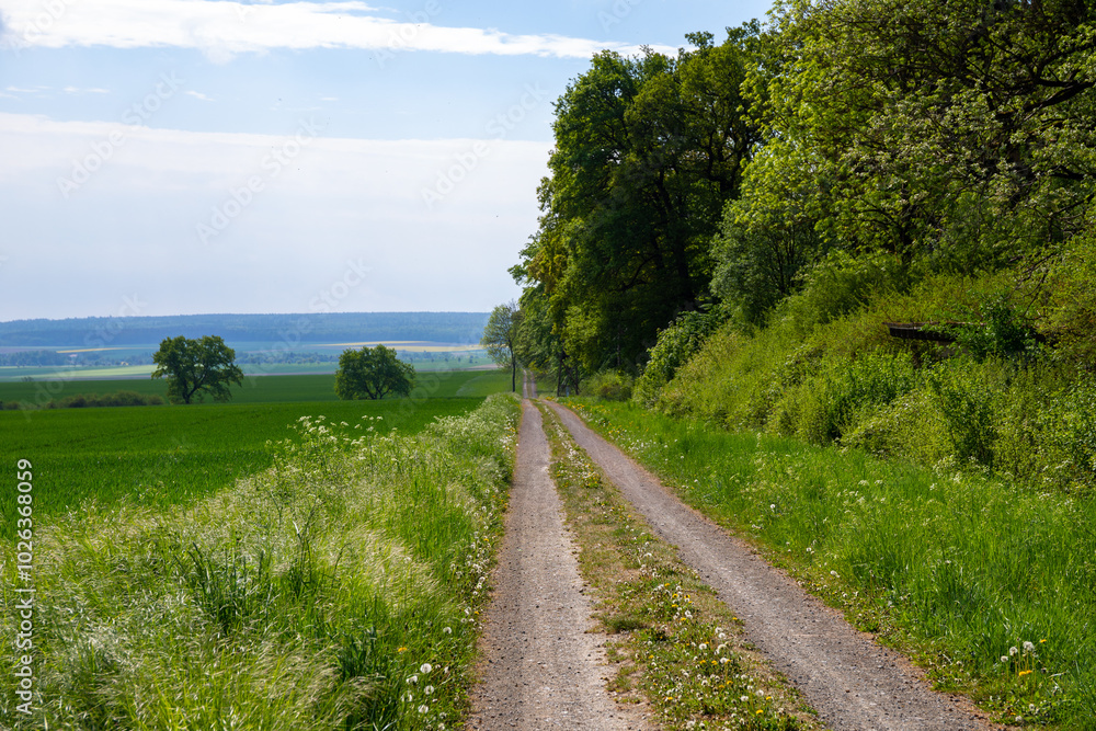 Panoramic view on a dirt road in September with corn, rapeseed, sugar beet and few trees Panoramic view on a dirt road in September with corn, rapeseed, sugar beet and few trees
