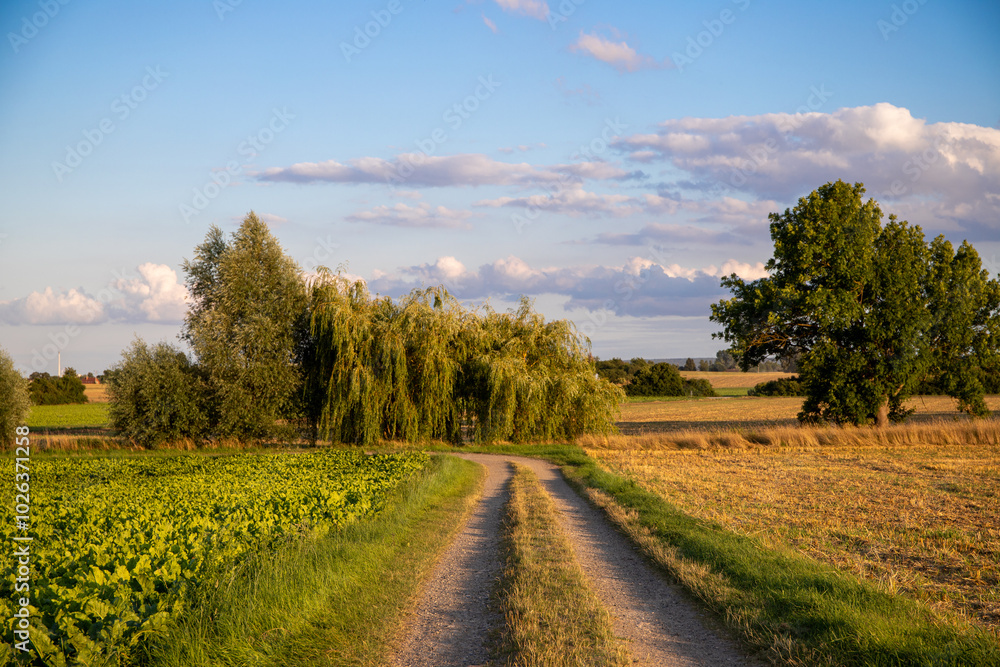 Panoramic view on a dirt road in September with corn, rapeseed, sugar beet and few trees Panoramic view on a dirt road in September with corn, rapeseed, sugar beet and few trees