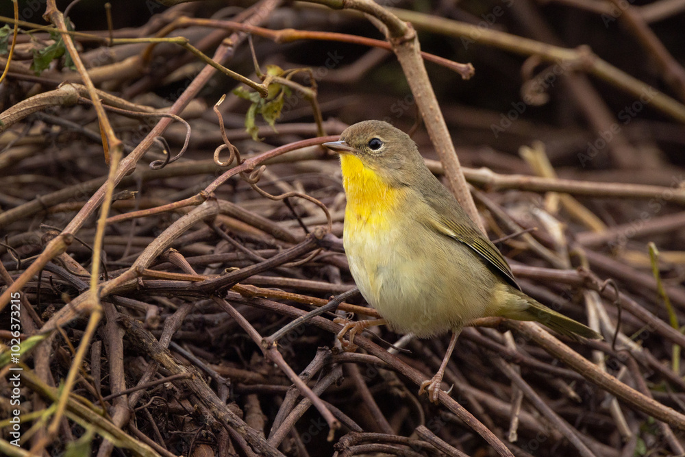 A cute little songbird—probably a female common yellowthroat (Geothlypis trichas)—in Okeechobee, Florida A cute little songbird—probably a female common yellowthroat (Geothlypis trichas)—in Okeechobee, Florida