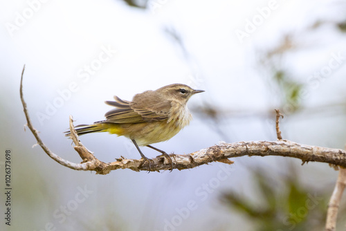 A wind-blown palm warbler (Setophaga palmarum) in Okeechobee, Florida photo