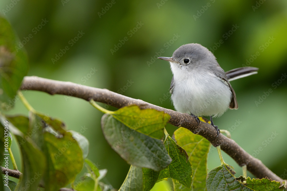 A blue-grey gnatcatcher (Polioptila caerulea) fluffing up in Okeechobee, Florida A blue-grey gnatcatcher (Polioptila caerulea) fluffing up in Okeechobee, Florida