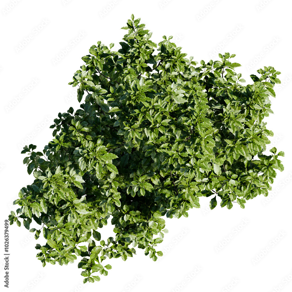 Obraz premium top view tree png architure plan