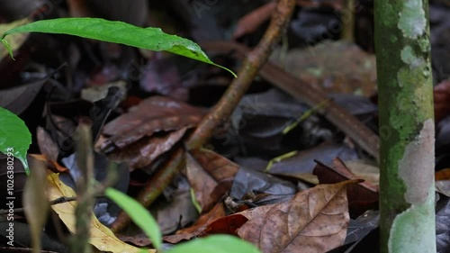 South American forest racer moving photo