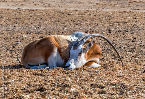 Antelope scimitar horn Oryx (Oryx leucoryx). Due to danger of extinction the ...