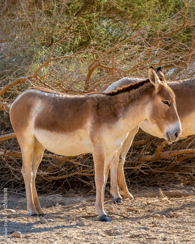 Onager (Equus hemionus) is semi-domesticated donkey, it inhabits nature reser...