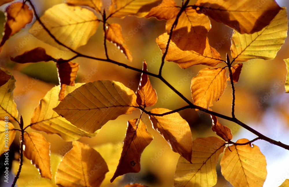 Leuchtender Herbst Leuchtender Herbst