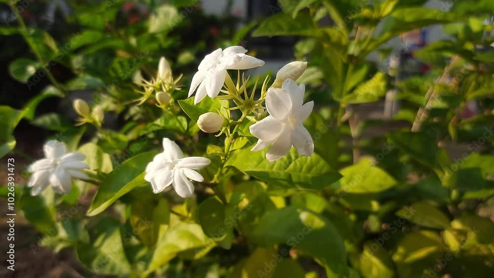 Close up of white jasmine flower under morning sunlight in a garden Close up of white jasmine flower under morning sunlight in a garden