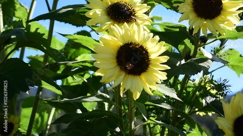 Yellow color sunflowers and bees in the garden near the lake.