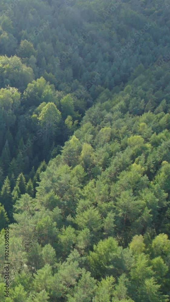 Nature’s Tranquility: Aerial View of a Dense Pine Forest and Sunlit Woods Nature’s Tranquility: Aerial View of a Dense Pine Forest and Sunlit Woods