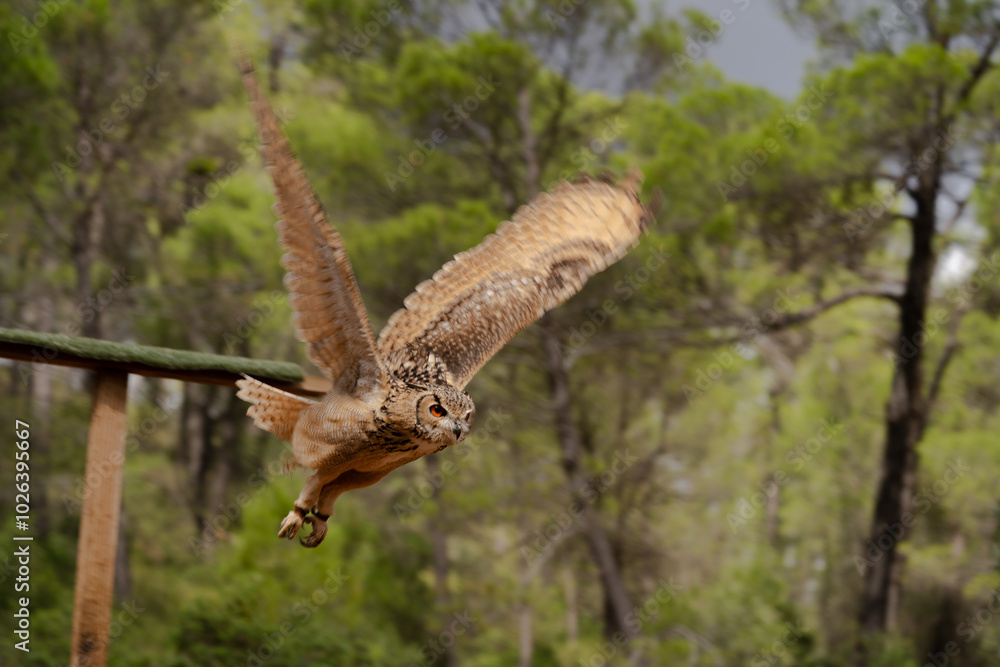 Obraz premium bird show, owl initiating flight