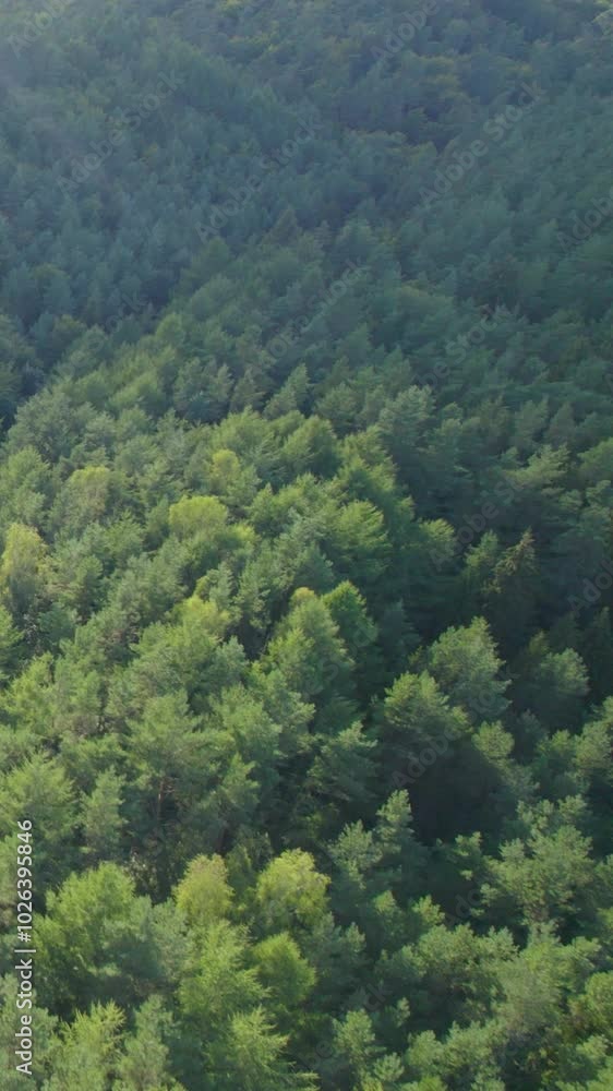 Nature’s Tranquility: Aerial View of a Dense Pine Forest and Sunlit Woods Nature’s Tranquility: Aerial View of a Dense Pine Forest and Sunlit Woods