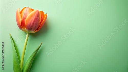 orange tulip on pastel green background