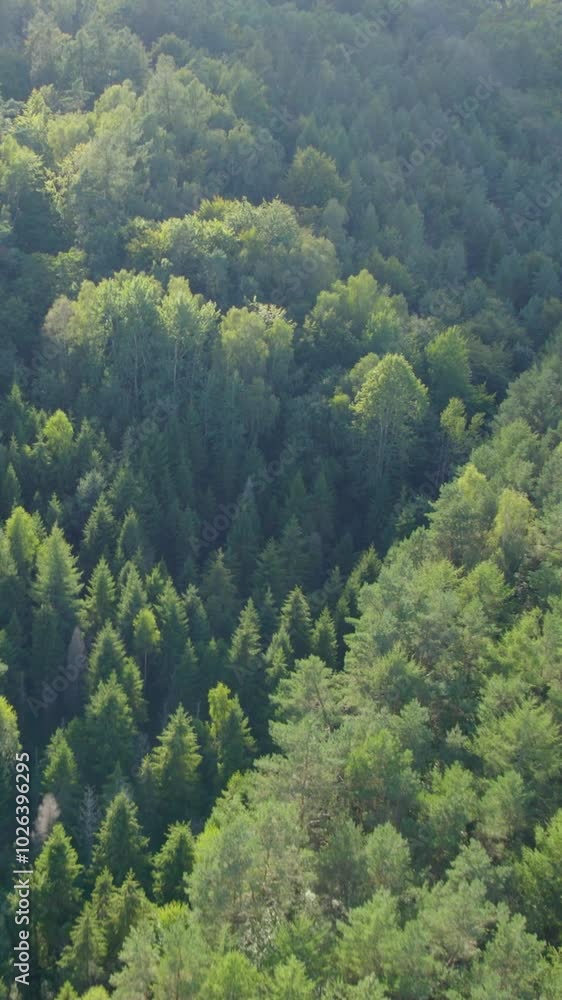 Nature’s Tranquility: Aerial View of a Dense Pine Forest and Sunlit Woods Nature’s Tranquility: Aerial View of a Dense Pine Forest and Sunlit Woods