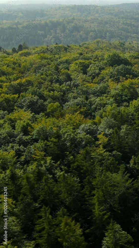 Aerial View of Lush Green Forest and Sunlit Trees in a Serene Nature Landscape Aerial View of Lush Green Forest and Sunlit Trees in a Serene Nature Landscape