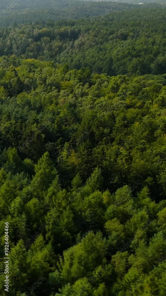Aerial View of Lush Green Forest and Sunlit Trees in a Serene Nature Landscape Aerial View of Lush Green Forest and Sunlit Trees in a Serene Nature Landscape