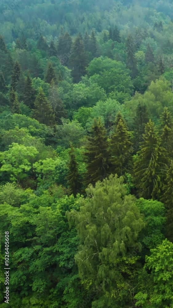 Green Forest and Sunlit Trees in a Serene Nature Landscape Green Forest and Sunlit Trees in a Serene Nature Landscape