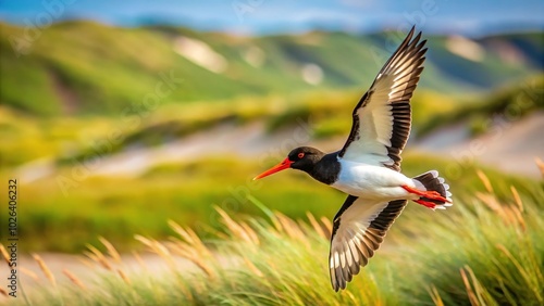 Oystercatcher bird flying above dunes on North Sea island Norderney