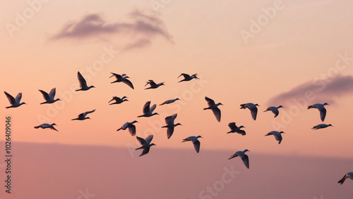 Witness the graceful flight of a flock of birds at sunrise, elegantly illustrated in a photostock image that features a soft pastel background