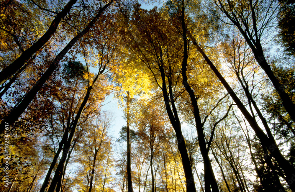 Fototapeta premium Goldener Herbst