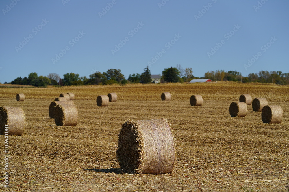 Fototapeta premium Round hay bales sit on farmland waiting to be picked up. 