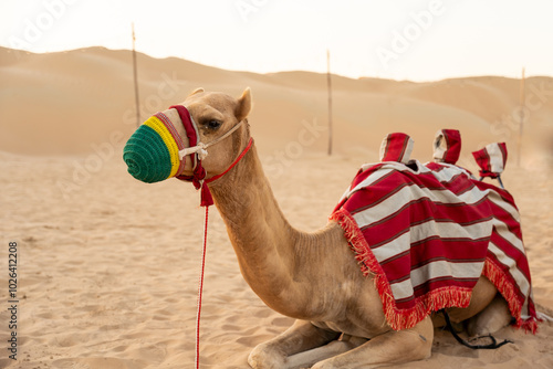 Photography Beautiful camel in the desert for tourists