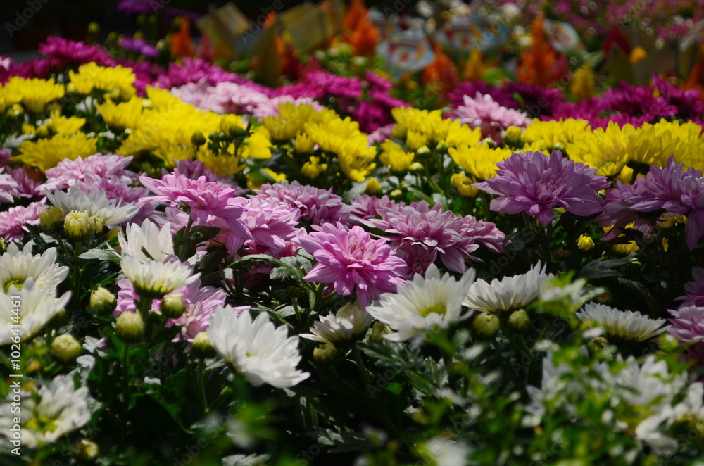 Obraz premium Bunches of Purple, Orange, Yellow, Red, Marroon and Pink Chrysanthemum